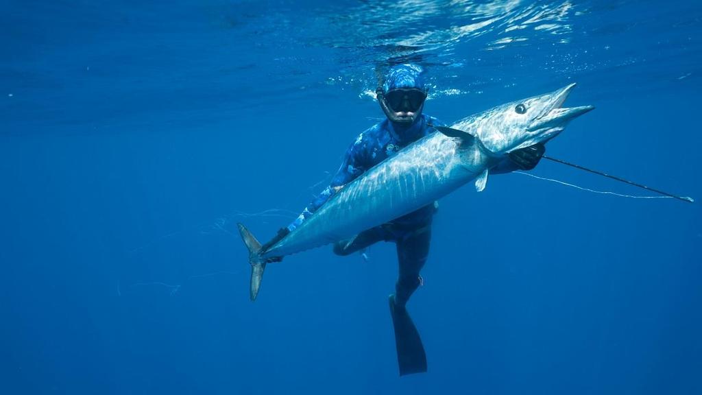 REKIN KONTRA TUŃCZYK Shark vs tuna Emisja w poniedziałek 16 lipca o godz.