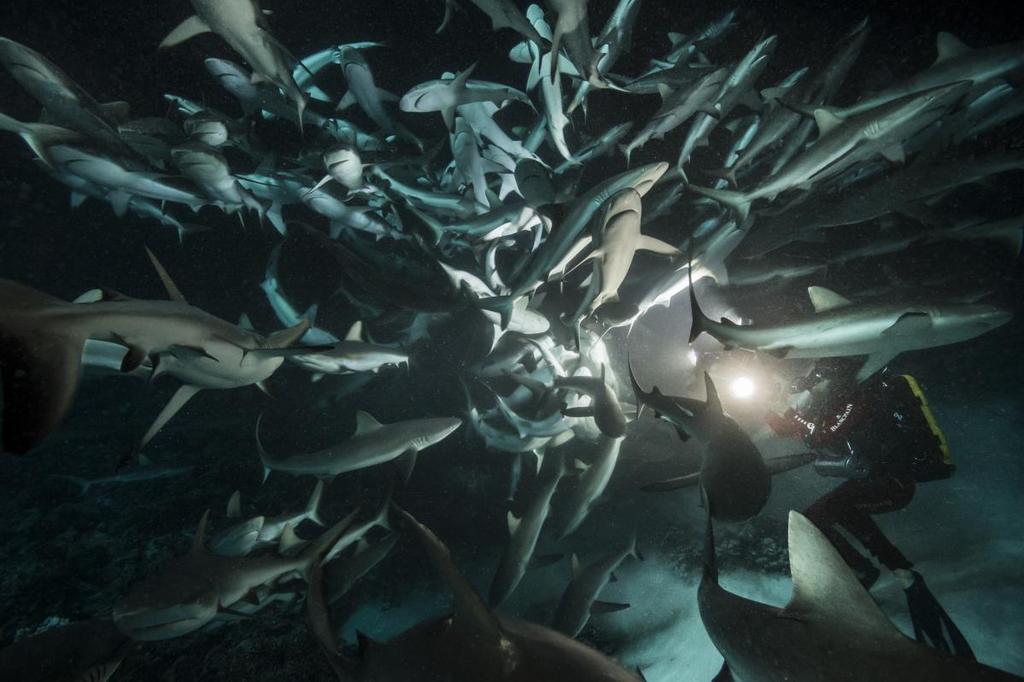 700 REKINÓW 700 Sharks Emisja we wtorek 17 lipca o godz. 18:00 (1x60 min) Raz do roku na Polinezji Francuskiej odbywa się niesamowity spektakl.