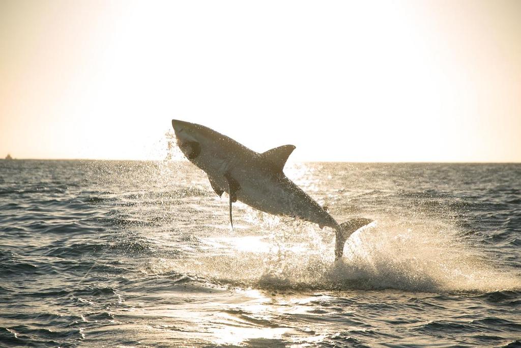 REKINY RZĄDZĄ! Big Sharks Rule Emisja w środę 18 lipca o godz. 18:00 (1x60 min) Ten ocean jest pełen gigantów.