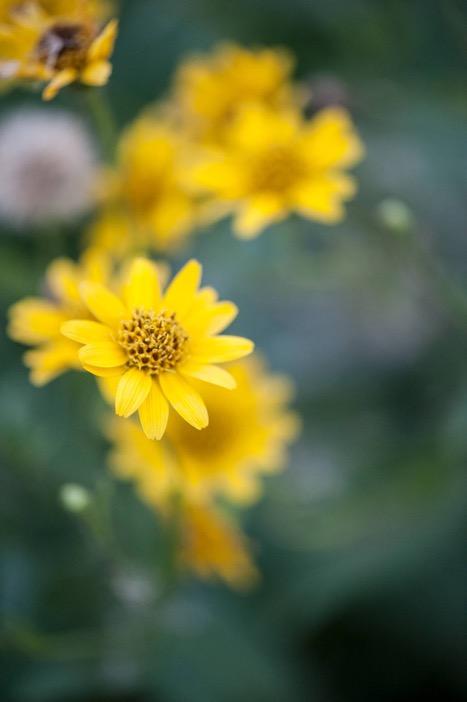 Arnika Arnica montana L. Część używana: kwiat Smak: ściągający, gorzki Główne zastosowanie: ma działanie stymulujące, przeciwzapalne, przeciwbólowe oraz nawilżające.