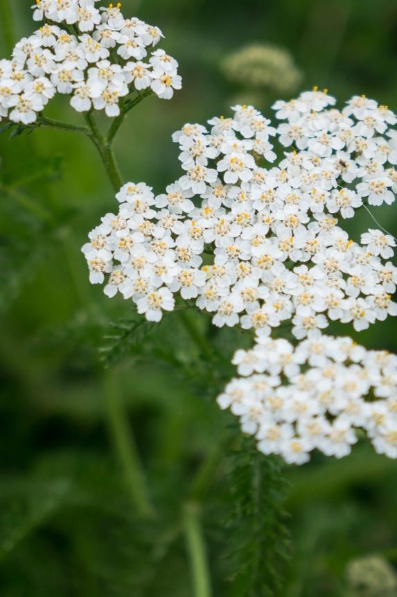 Krwawnik pospolity Achillea milleforlium L.