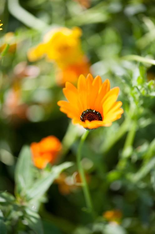 Nagietek lekarski Calendula officinalis Część używana: kwiat (ciemnopomarańczowy) Smak: gorzki, ściągający Główne zastosowanie: nagietek lekarski ze względu na dużą zawartość silnych hormonów