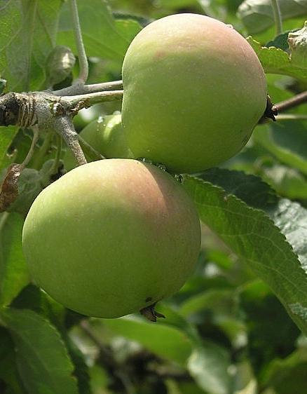 śródpolnych Grusza domowa (Pyrus