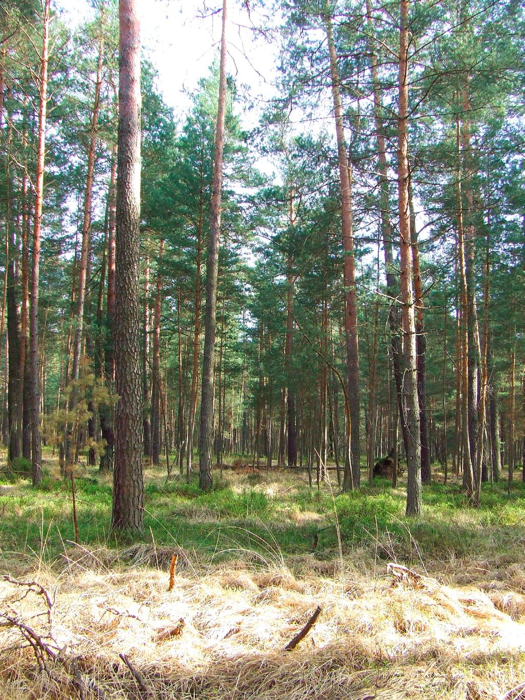 Przegląd Przyrodniczy XXVIII, 2 (207) Fot.. Bory sosnowe w starszych klasach wieku siedlisko włochatki Aegolius funereus i sóweczki Glaucidium passerinum (fot.