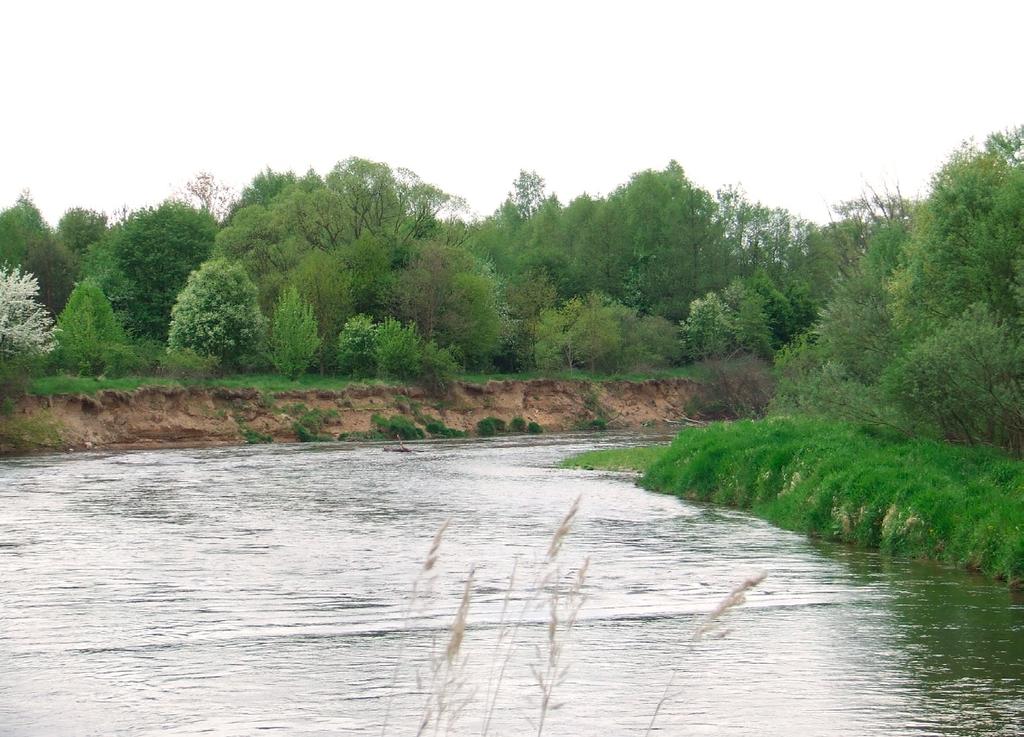 Przegląd Przyrodniczy XXVIII, 2 (207) Fot. 3. Urwiste brzegi Bobru, największej rzeki Obszaru siedlisko zimorodka Alcedo atthis (fot. A. Jermaczek). Photo 3.