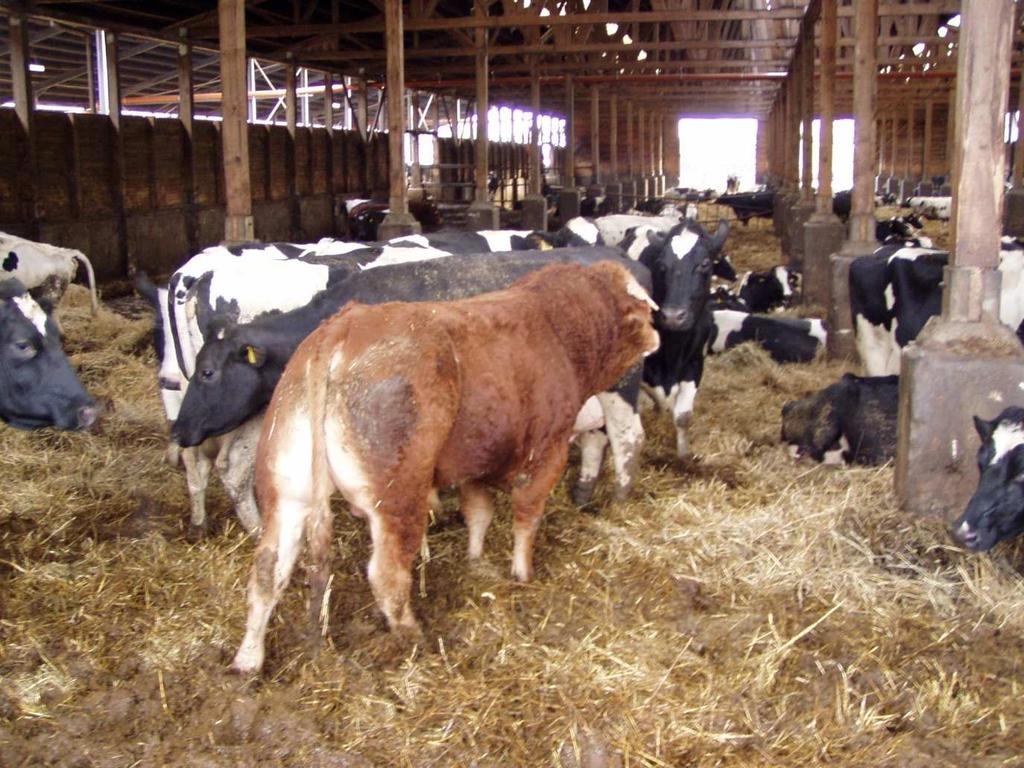 a także lepszą jego jakością. Uzyskujemy więcej produktu finalnego (mięsa) w lepszej kategorii i cenie. Omawiane zjawisko występuje zawsze w następnym pokoleniu, np.