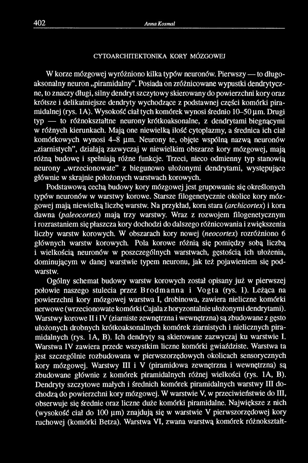 piramidalnej (rys. 1 A). Wysokość ciał tych komórek wynosi średnio 10-50 pm. Drugi typ to różnokształtne neurony krótkoaksonalne, z dendrytami biegnącymi w różnych kierunkach.