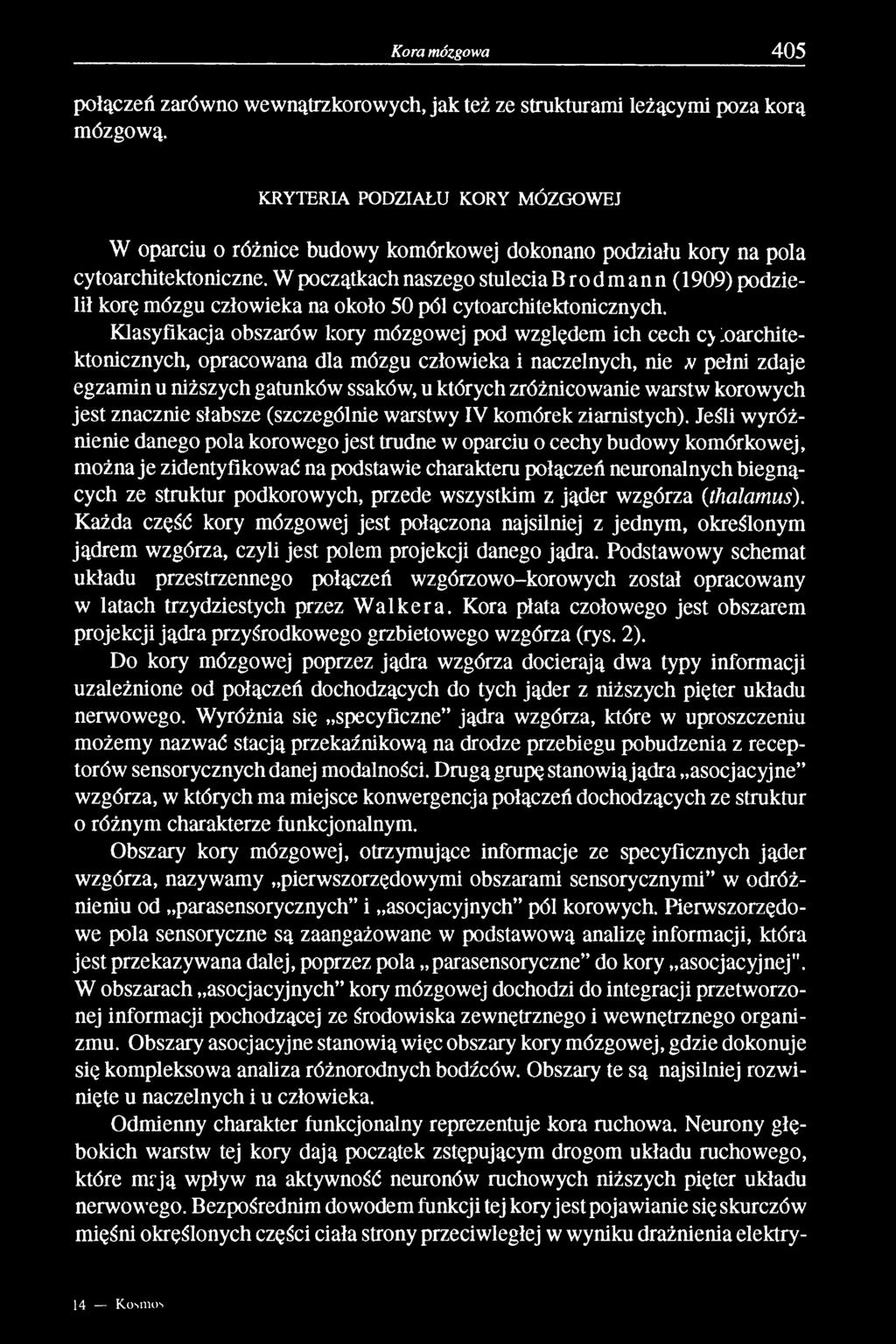 W początkach naszego stulecia Brodmann(l909) podzielił korę mózgu człowieka na około 50 pól cytoarchitektonicznych.