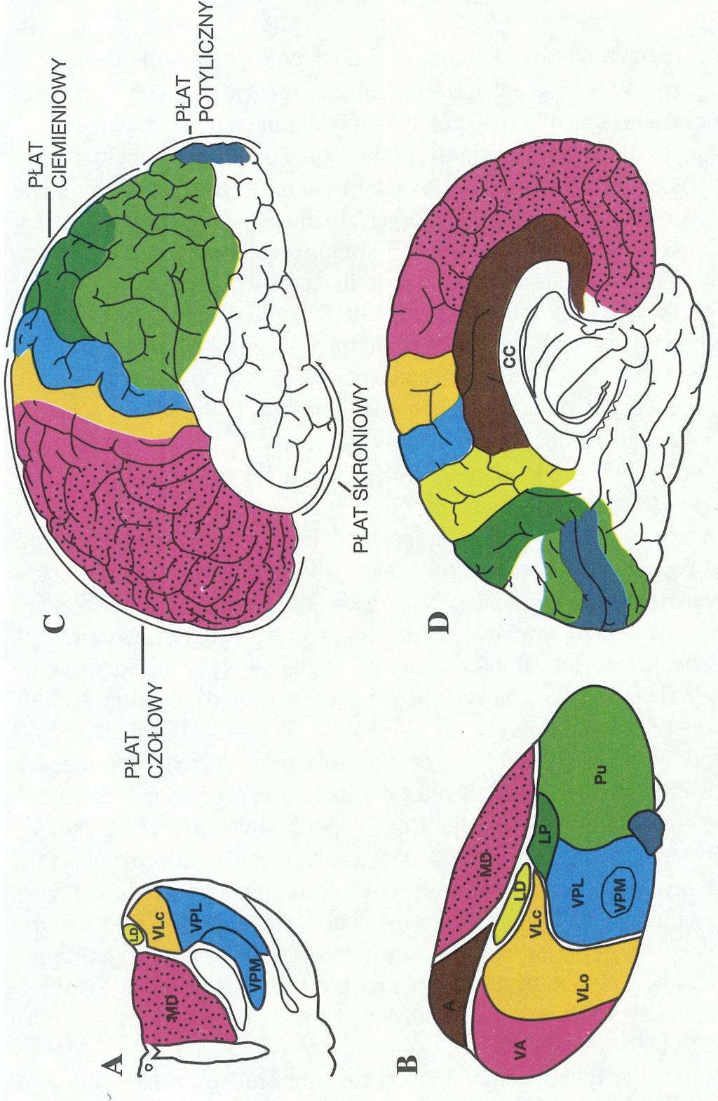 tylno-boczne, VPM brzuszne tylno-przyśrodkowe. C. Schemat rzutu bocznego półkuli mózgowej człowieka. D.