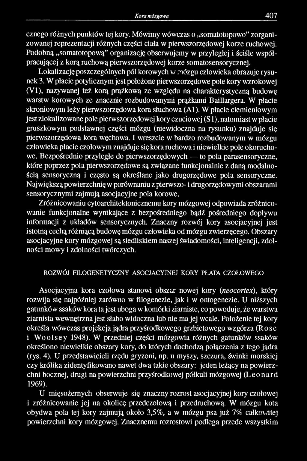 Lokalizację poszczególnych pól korowych w mózgu człowieka obrazuje rysunek 3.