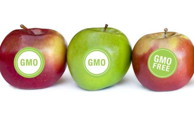 Organizmy zmodyfikowane genetycznie w skrócie GMO są coraz bardziej pospolite i łatwiej dostępne.