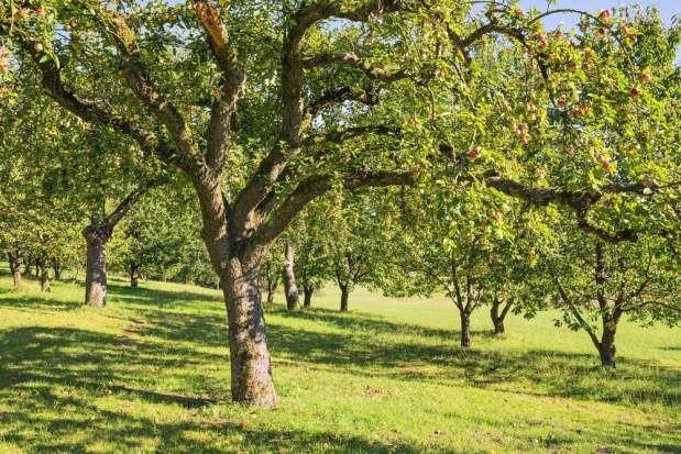 Drugą wadą produktów GMO jest wypieranie tradycyjnych