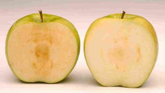 Oto porównanie jabłek rozkrojonych na pół i przetrzymywanych w takich samych warunkach i w takim