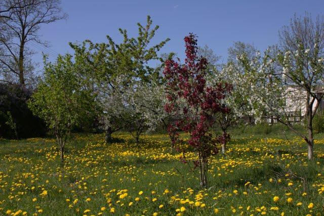 Cele Projektu Promocja starych odmian drzew owocowych.