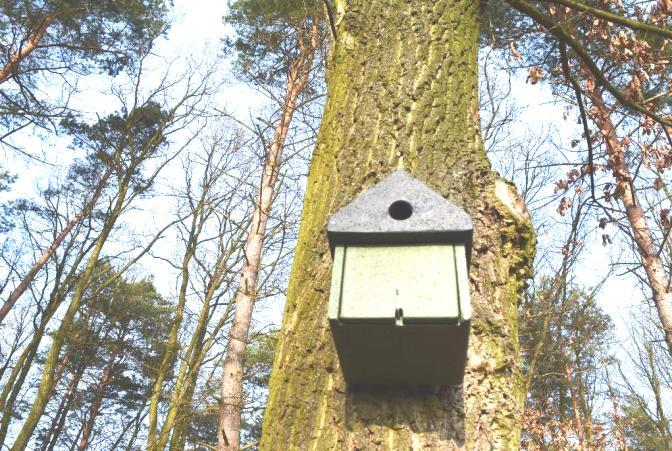 Zagrożenia: Na obecnym etapie (inwentaryzacja wykonana w terminie marzec / kwiecień) jedynym zagrożeniem będzie zniszczenie niewielkich fragmentów siedlisk ptaków, zwłaszcza gatunków zakładających