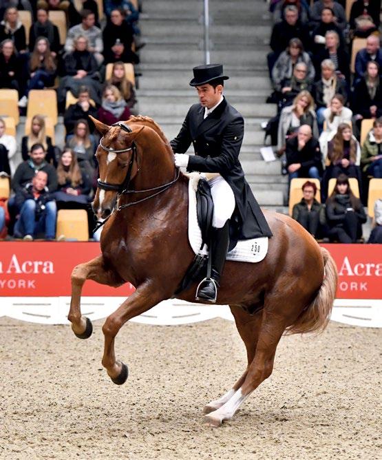 REKLAMA Lorenzo Helgstrand Dressage always has a minimum of 170 top dressage horses for sale.