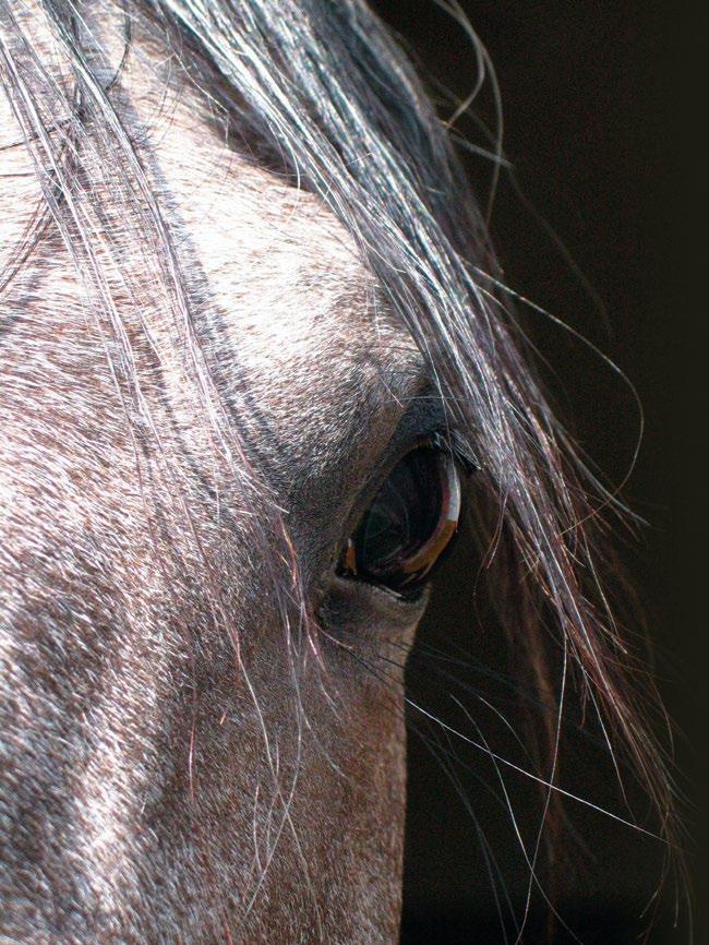 UBEZPIECZENIA dla jeździectwa i hodowli koni Pełen zakres ochrony LUDZI KONI OŚRODKÓW IMPREZ POLISH PRESTIGE ul.