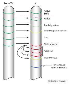 EWOLUCJA CHOROMOSOMU Y Aktywne Aaktywne cza na utracone nowe na Rozdzielenie się chromosomów szacuje się na ok.