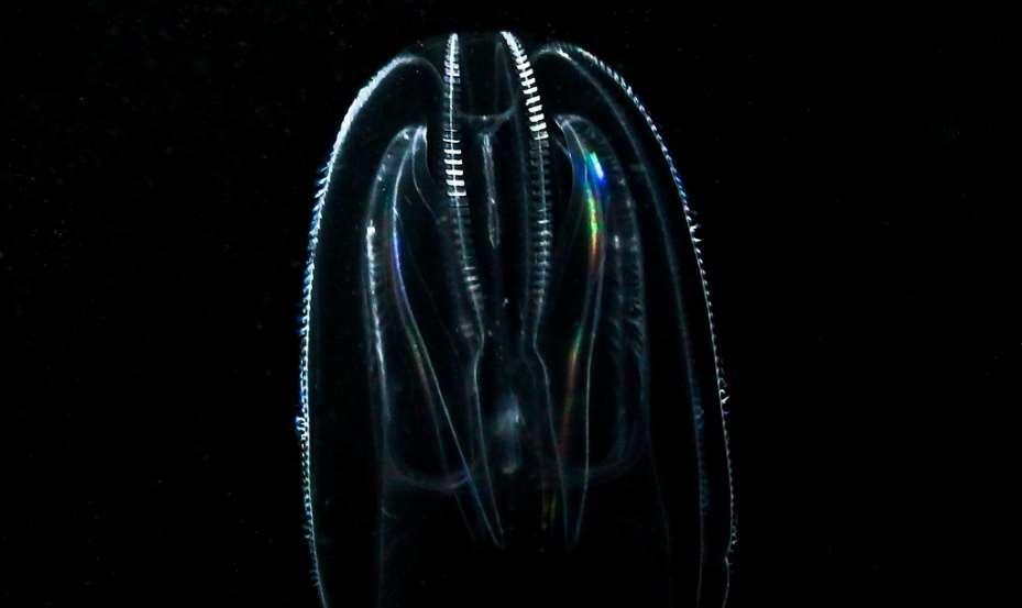 zaskakujące, to aby znaleźć przykłady bioluminescencji nie trzeba szukać daleko w tropikalnych wodach.