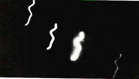 Warto zauważyć, że z powodu słabej widoczności (noc i wieczór) oraz dużej szybkości fotografowanych UFO, powyższe fotografie uchwyciły jedynie rozbłyski powietrza zjonizowanego przez obwody