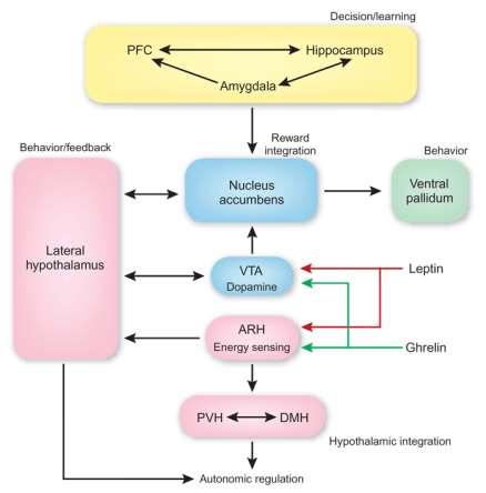 Jądro boczne podwzgórza: związki układu nagrody z głodem i metabolizmem Jądro półleżące (nucleus accumbens) przodomózgowia jest ściśle związane z jądrem bocznym podwzgórza (lateral hypothalamus).