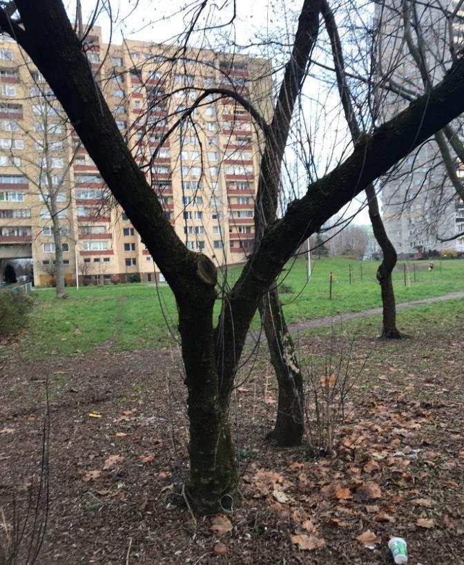 Rosnący między budynkami Gwiaździsta 33