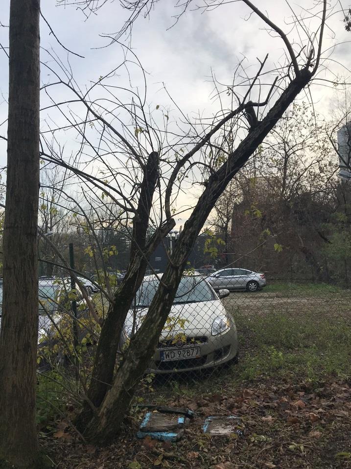 29. Klon jesionolistny (Acer negundo) obwód