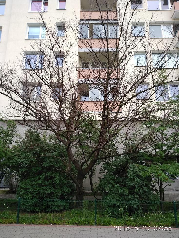31. Drzewo martwe.
