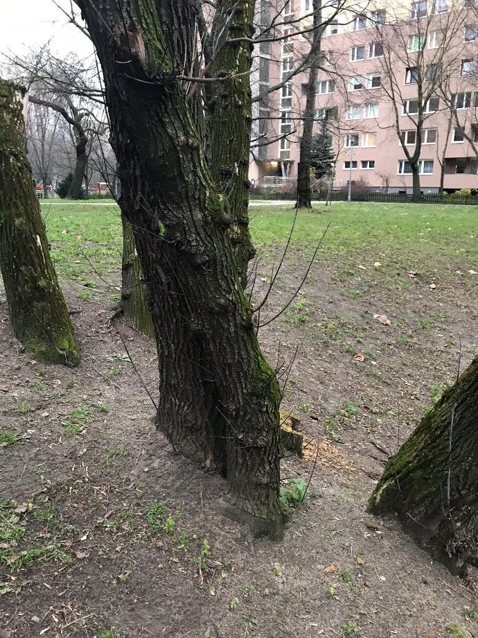 13. Klon jesionolistny (Acer negundo) obwód pnia: 74 cm.