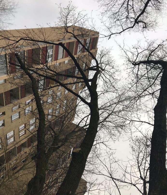 Rosnący przy budynku Gwiaździsta 33. 14.