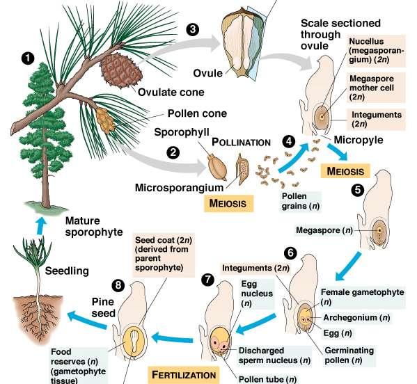 łuska wspierająca zalążek mikrospora ziarno 1n pyłku ośrodek = makrosporangium makrosporocyt osłonka okienko woreczek