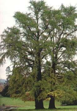 Ginkgo biloba - miłorząb