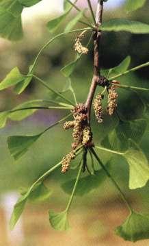 Ginkgo biloba - miłorząb dwuklapowy