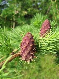 żywotnik zachodni Thuja occidentalis żywotnik olbrzymi Thuja plicata