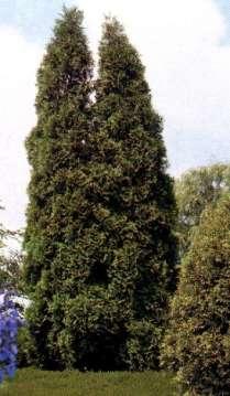 Thuja occidentalis - żywotnik