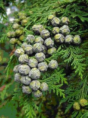 Chamaecyparis lawsoniana - cyprysik Lawsona Szyszki do 8 mm dł. Ciemnobrunatne.