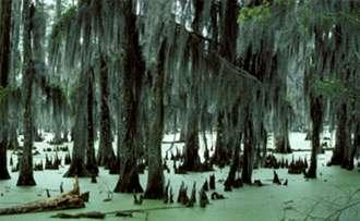 Taxodium distichum - cyprysik błotny korzenie oddechowe