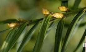 Klasa Pinopsida (=Coniferopsida) - szpilkowe Rodzina Taxaceae - cisowate Brak szyszek.