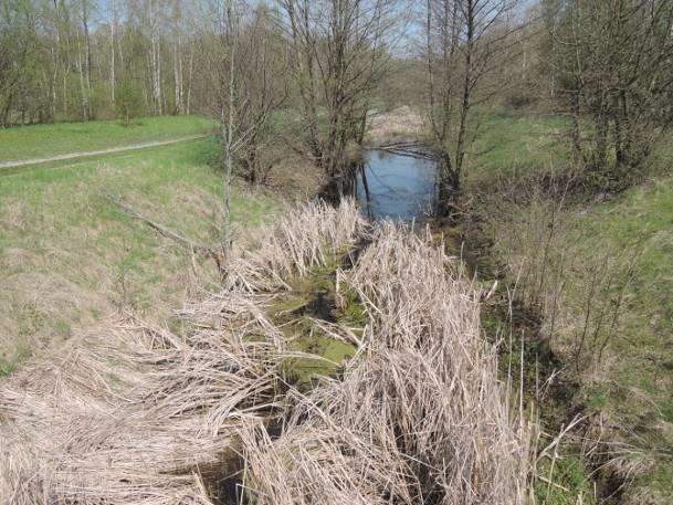 zbiornika/cieku różna w zależności od miejsca, do 1 m Charakter linii brzegowej trawiasty Udział szuwaru w linii brzegowej >¾ linii brzegowej Obecność nadbrzeżnej roślinności drzewiastej i