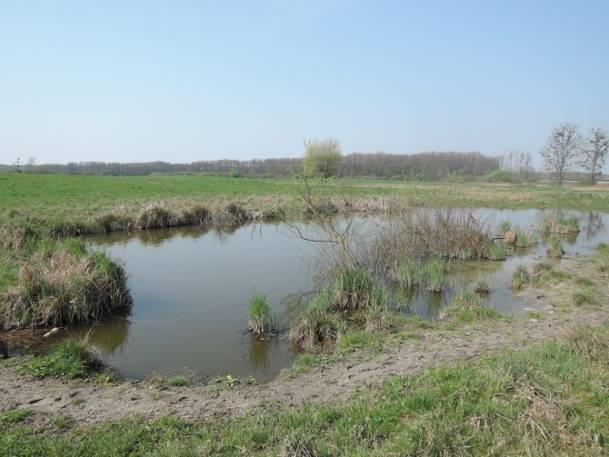 1,2 m Charakter linii brzegowej trawiasta Udział szuwaru w linii brzegowej pawie 100% Obecność nadbrzeżnej roślinności drzewiastej i krzewiastej obecna sporadycznie Stopień zarośnięcia lustra wody