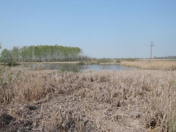 Stanowisko nr 15 Tabela 37. Charakterystyka stanowiska nr 15. Współrzędne geograficzne 51 19' 25.054" N, 23 7' 25.