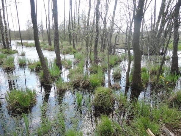 Stanowisko nr 17 Tabela 39. Charakterystyka stanowiska nr 17. Współrzędne geograficzne 51 20' 21.831" N, 23 5' 30.