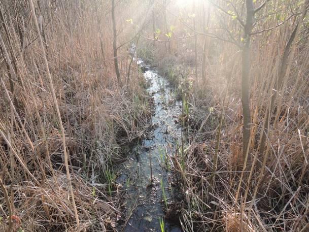 Stanowisko nr 43 Tabela 65. Charakterystyka stanowiska nr 43. Współrzędne geograficzne 51 13' 26.289" N, 23 11' 16.