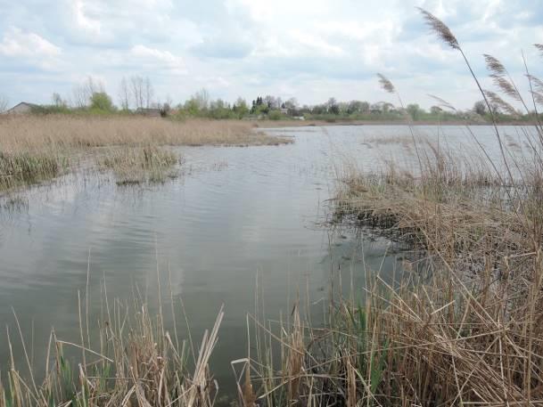 trawiasty Udział szuwaru w linii brzegowej pojedyncze kępy Obecność nadbrzeżnej roślinności drzewiastej i krzewiastej obecna Stopień zarośnięcia lustra wody przez roślinność 40% Odległość od