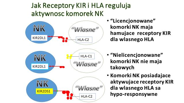 Tolerancja komórek NK wobec własnych komórek opiera się na ekspresji hamujących receptorów KIR, które po rozpoznaniu własnego HLA zapobiega niszczeniu własnych komórek.