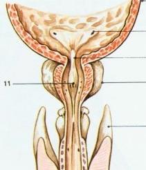 Gruczoły opuszkowo-cewkowe - pęcherz moczowy gruczoły Cowpera ujścia przewodów wytryskowych nasada prącia ujścia moczowodów ujścia cewki moczowej prostata gruczoły