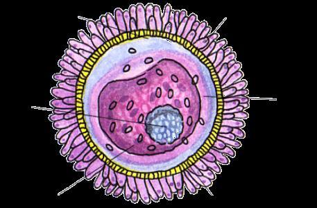 Komórka jajowa - budowa