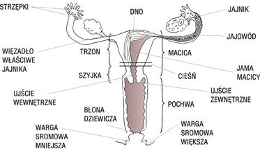 Macica - budowa Dno Trzon Szyjka