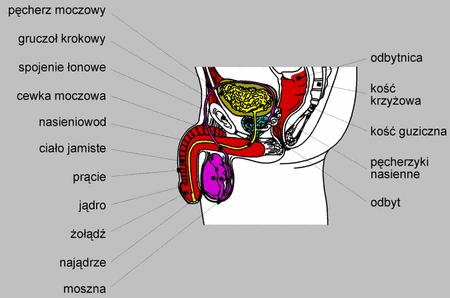 prącie: moszna