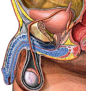 prącie pęcherz moczowy moczowód pęcherzyk nasienny przewód